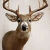 Whitetail deer mounts