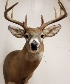 Whitetail deer mounts