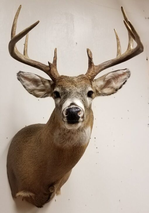 Whitetail deer mounts