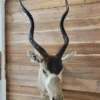 Addax Antelope Mount