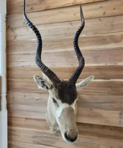 Addax Antelope Mount