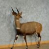 Bushbuck Taxidermy Mount