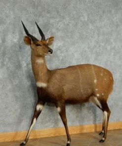 Bushbuck Taxidermy Mount