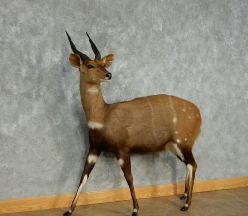 Bushbuck Taxidermy Mount