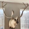 Caribou Mount