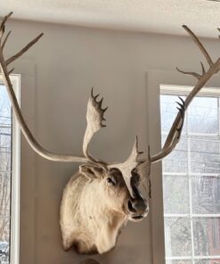 Caribou Mount