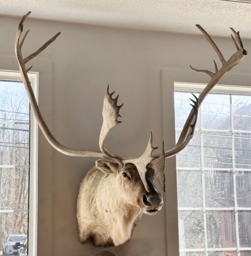 Caribou Mount