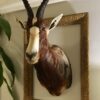 Blesbok Antelope Mount