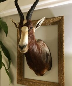 Blesbok Antelope Mount