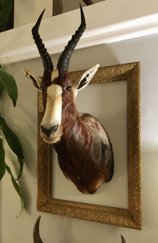 Blesbok Antelope Mount