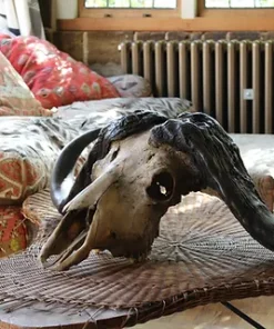 Buffalo Skull Taxidermy