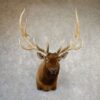 Elk Head Taxidermy