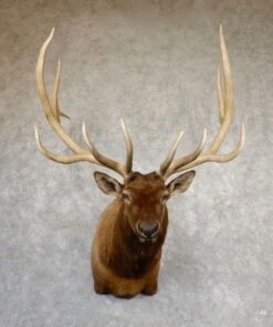 Elk Head Taxidermy