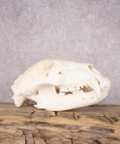 Bear Skull Mount