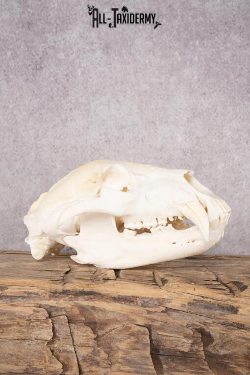 Bear Skull Mount