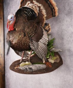 buy turkey mounts online