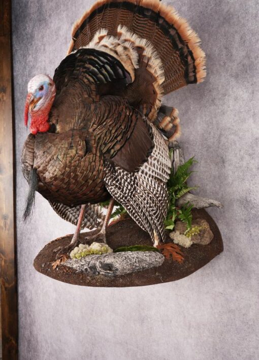 buy turkey mounts online