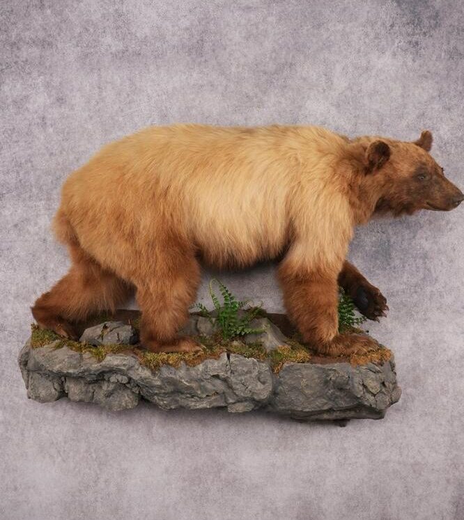 Taxidermy Bear