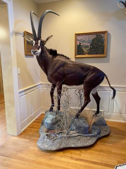 African nyala mount