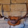 buy Barnwood Plaque Taxidermy online