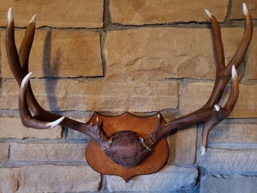 buy Barnwood Plaque Taxidermy online