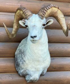 Bighorn Sheep Rams Butting Heads