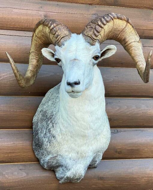 Bighorn Sheep Rams Butting Heads