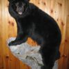 American Black Bear