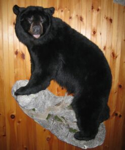 American Black Bear