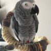 African Grey Parrot Mount