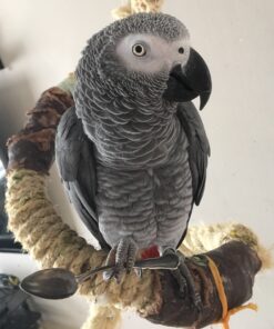 African Grey Parrot Mount