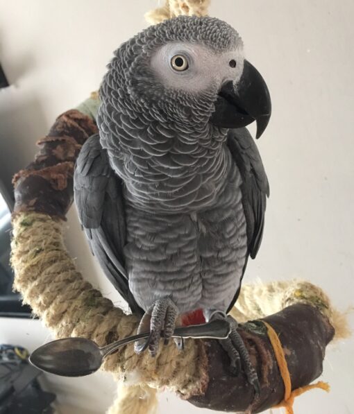 African Grey Parrot Mount