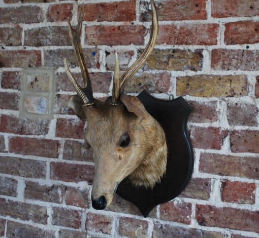 Taxidermy Stag Head