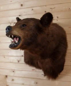 Brown Bear Mounts