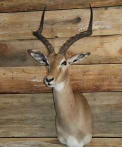 African Impala Taxidermy Mount