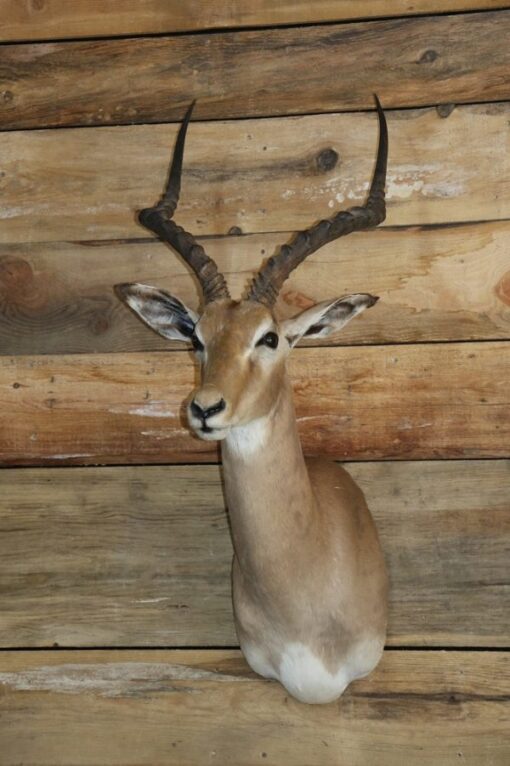 African Impala Taxidermy Mount