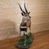 Bushbuck Mounts