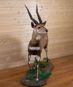 Bushbuck Mounts