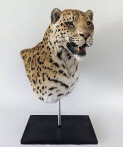 Jaguar Mount Taxidermy