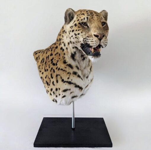 Jaguar Mount Taxidermy