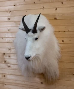 Mountain Goat Mounts