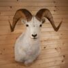 Alaskan Dall Sheep Mount