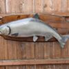 Buy Silver Salmon Fish Mounts Online