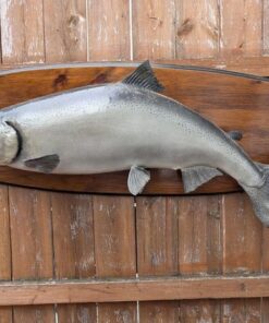 Buy Silver Salmon Fish Mounts Online