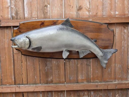 Buy Silver Salmon Fish Mounts Online