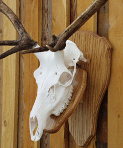 Dermestid Beetle Deer Skull