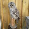 Ural Owl Mounts