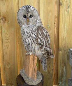 Ural Owl Mounts