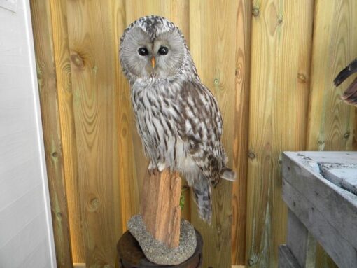 Ural Owl Mounts