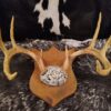 Whitetail Deer Antler Plaque